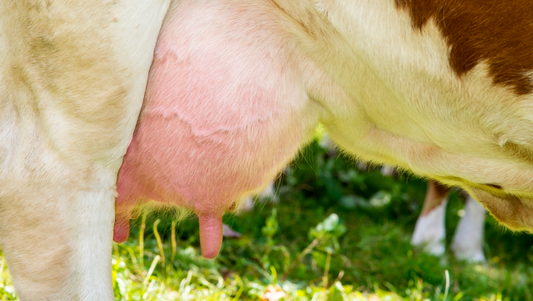 Natürliche Unterstützung für die Eutergesundheit – Knoblauch für Milchrinder