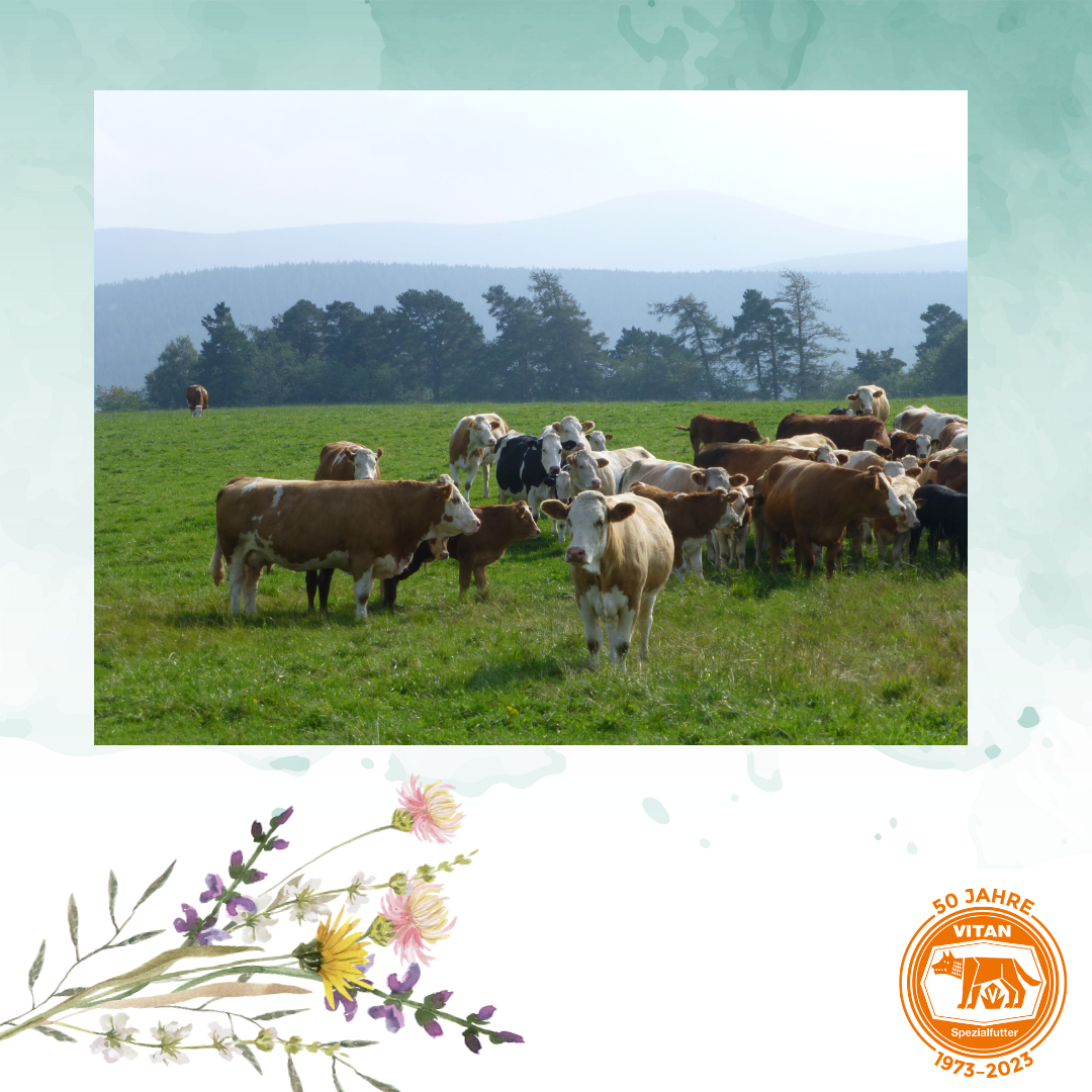 Optimieren Sie die Gesundheit Ihrer Rinder mit 'CATTLE BULLET', einem hochwertigen Ergänzungsfutter, das speziell für grasende Rinder entwickelt wurde. Bietet eine langfristige Versorgung mit essentiellen Spurenelementen und Vitaminen für eine effektive und einfache Gesundheitsförderung. Jetzt mit gratis Versand bei Vitan erhältlich, ideal für Landwirte zur einfachen Verabreichung.