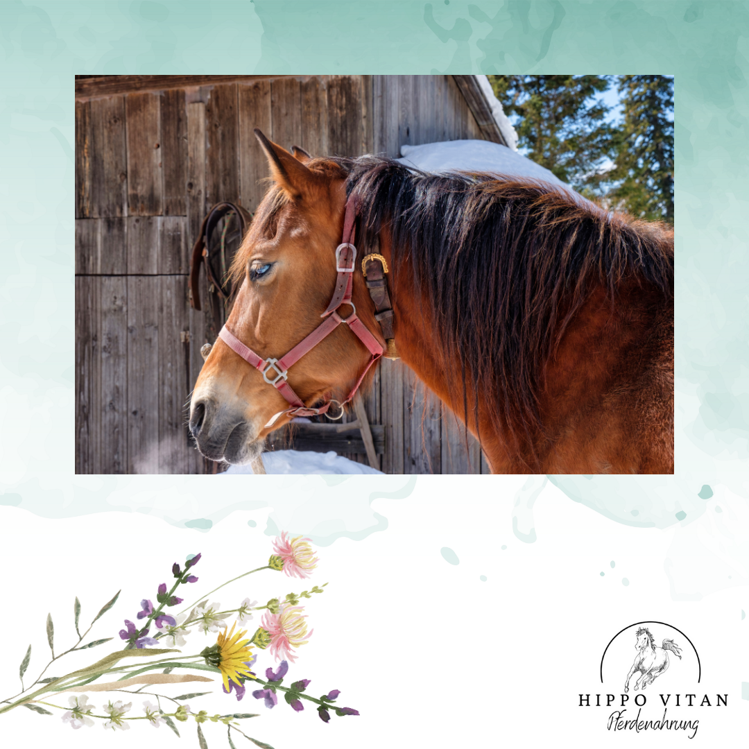 Entdecken Sie unser fortschrittliches Pferde Ergänzungsfutter mit mikroverkapselten ätherischen Ölen für beruhigte Atemwege. Natürlich, gesund und speziell entwickelt, um die Atemfunktion zu unterstützen. Regional hergestellt, bietet Vitan Mineralfutter mit einfacher Anwendung und gratis Versand. Ideal für Ihr Pferd!