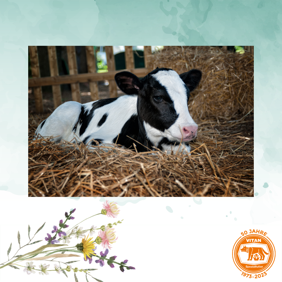 Starten Sie Ihre Kälber optimal mit 'Calf Protector', dem essenziellen Nahrungsergänzungsmittel, das neugeborenen Kälbern einen gesunden Start sichert. Mit BHV1-freiem Kolostrum, probiotischen Stämmen und vitalen Nährstoffen unterstützt es die Immunisierung, fördert eine gesunde Darmflora und liefert notwendige Energie. Jetzt mit gratis Versand bei Vitan bestellen!