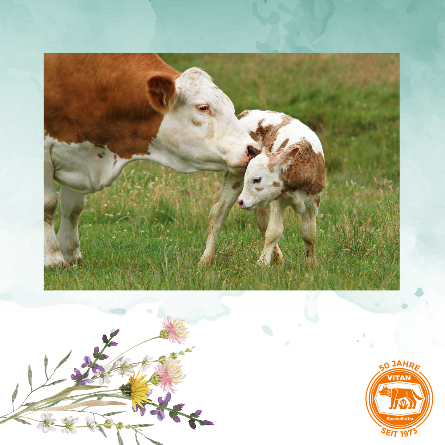 Direct Calcium Bolus – Effektive Calciumergänzung zur Vorbeugung von Milchfieber bei Milchkühen(12 Stück)