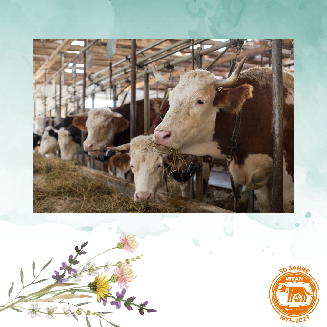 Optimieren Sie die Gesundheit Ihrer Rinder mit 'CATTLE BULLET', einem hochwertigen Ergänzungsfutter, das speziell für grasende Rinder entwickelt wurde. Bietet eine langfristige Versorgung mit essentiellen Spurenelementen und Vitaminen für eine effektive und einfache Gesundheitsförderung. Jetzt mit gratis Versand bei Vitan erhältlich, ideal für Landwirte zur einfachen Verabreichung.