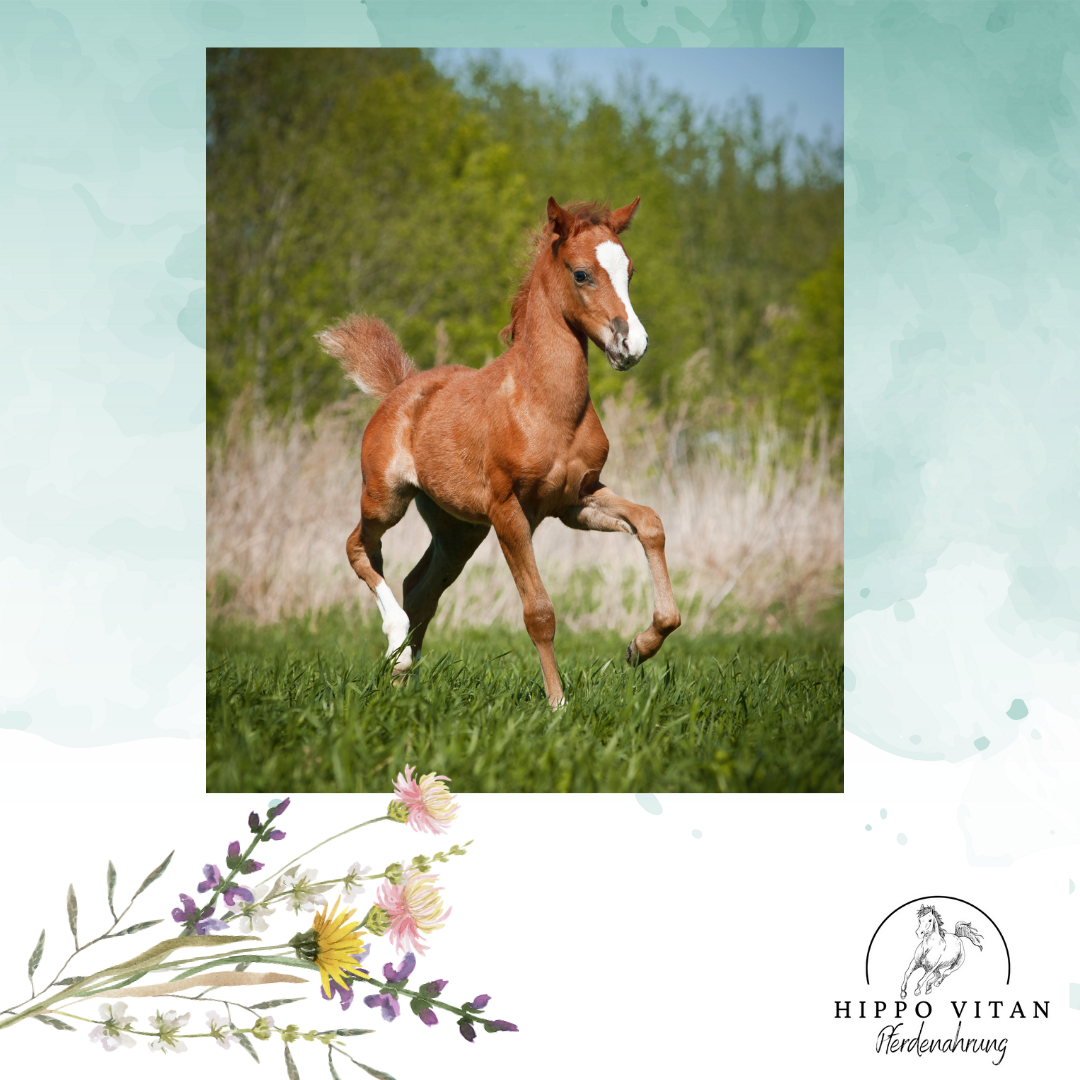 Premium Fohlenmilch – Milchersatzpulver für gesunde Entwicklung und starke Fohlen