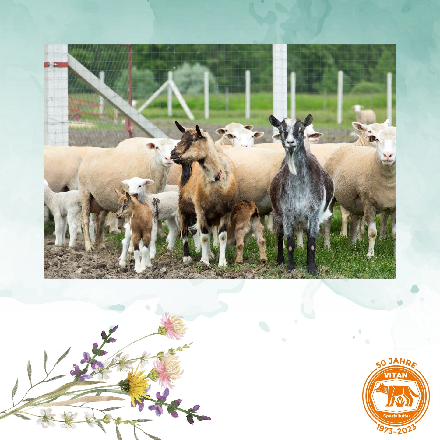 Mineralleckmasse für Schafe – Kupferfreie Ergänzung zur Nährstoffversorgung (bio tauglich), 13 kg