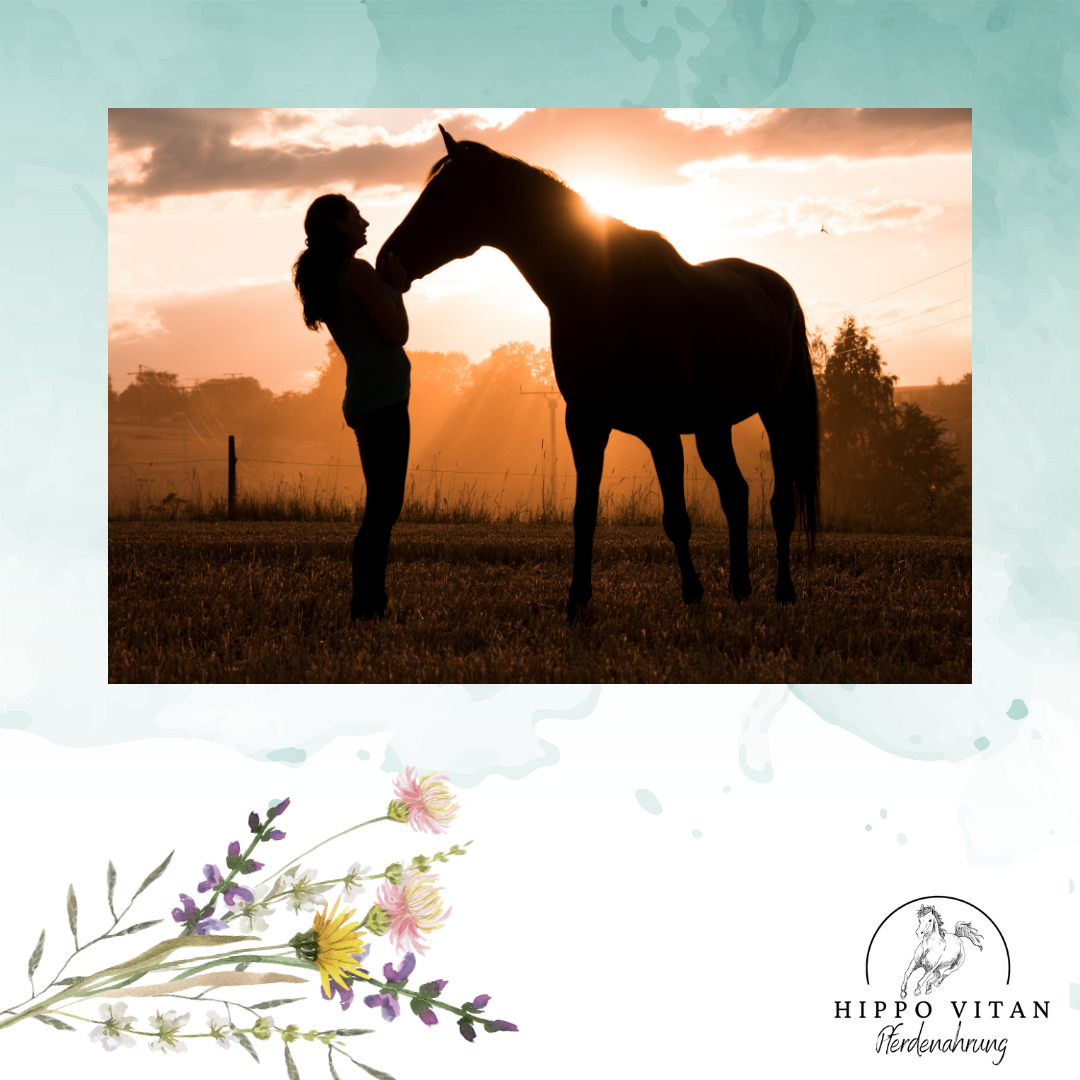 Hochwertiges Pferde-Mineralfutter für umfassende Gesundheit und Leistung. Bild zeigt die Verpackung des Mineralfutters und die Anwendung bei Pferden.