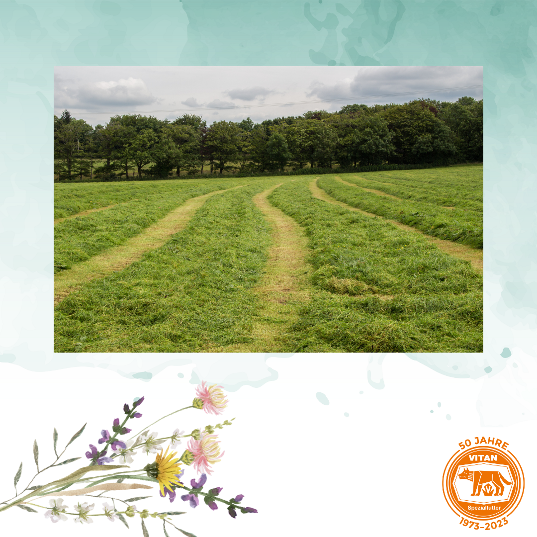 SILOSOLVE® MC Siliermittel für optimierte Fermentation und Schutz vor Gärschädlingen. Bild zeigt Verpackung des Siliermittels, geeignet für feuchte Erntebedingungen und verschiedene Silagearten.