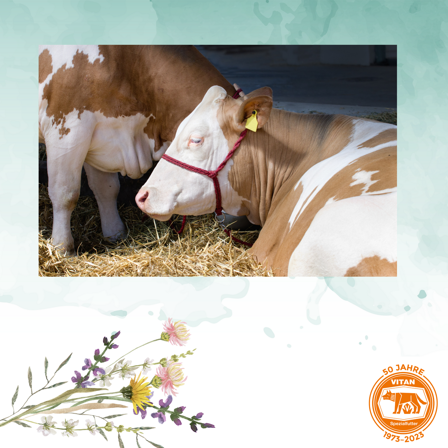 Mineralleckmasse für Rinder – Optimale Versorgung mit Mineralstoffen (bio tauglich), 5 Stück (2 kg)