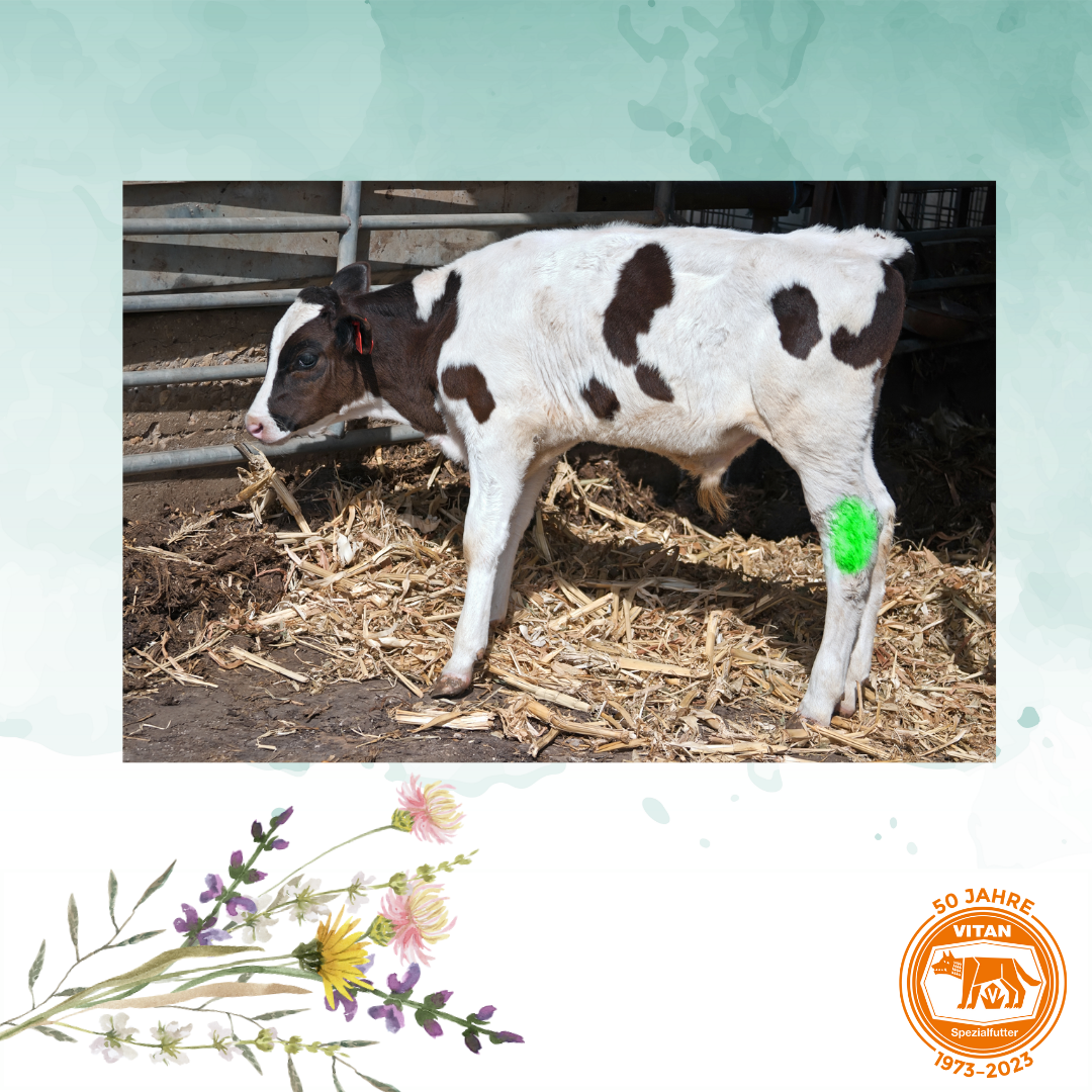 Optimieren Sie die Wundbehandlung Ihrer Tiere mit unserem vielseitigen Pflegespray, ideal für Enthornungs-, Kastrations- oder Klauenverletzungen. Dieser Spray bildet einen schützenden Film, der die Wunde elastisch hält und den Heilungsprozess fördert. Angereichert mit pflanzlichen Ölen und ätherischen Ölen, bietet er sanften Schutz ohne reizende Stoffe. Jede 200-ml-Dose ermöglicht ca. 100 Anwendungen. Verfügbar bei Vitan, erleichtern Sie die Pflege Ihrer Tiere effektiv und sicher.
