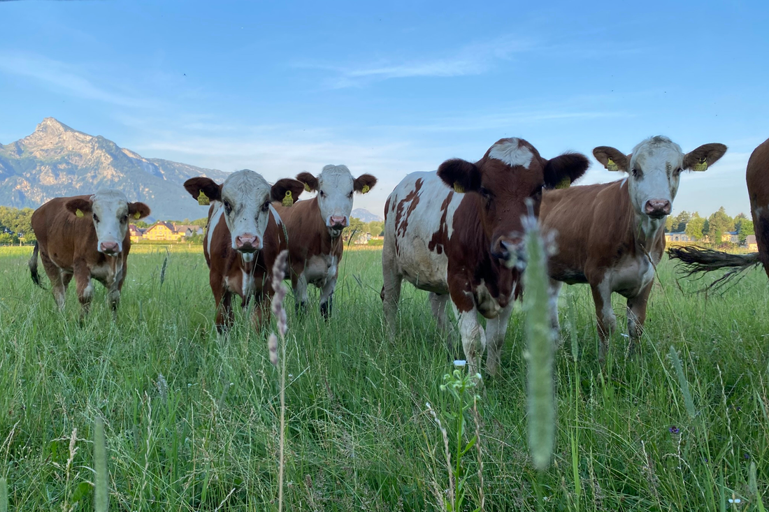 Hohe Zellzahlen im Sommer?