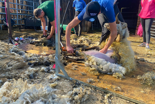 Schaferlebnistag am Högl – Ganzheitliche Ansätze in der Schafhaltung