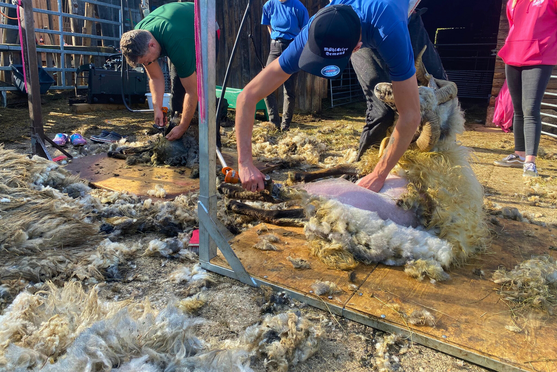 Schaferlebnistag am Högl – Ganzheitliche Ansätze in der Schafhaltung