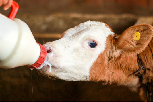 Gesunde Kälber von Anfang an – mit VITAN Sauermilch BWB