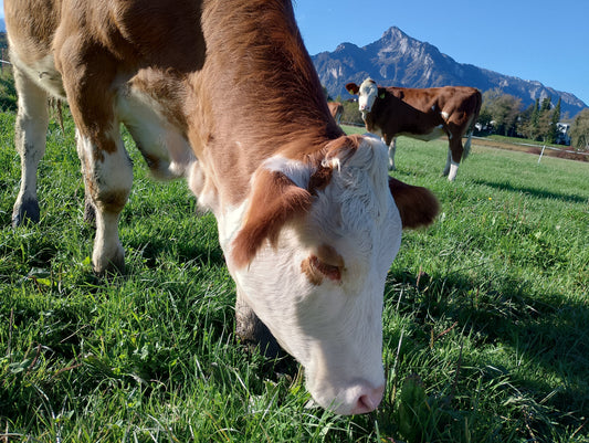 Energie fürs Tier – schnell, sicher, schmackhaft: VITAN Sweet Energy und Sweet Energy BWB