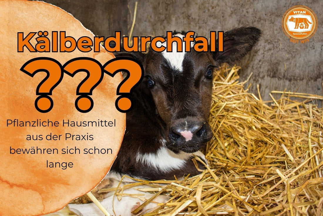Kälberdurchfall bewährte Praxis sinnvoll mit moderner Fütterung verbinden