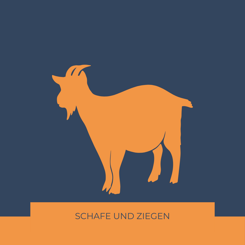 Schafe und Ziegen