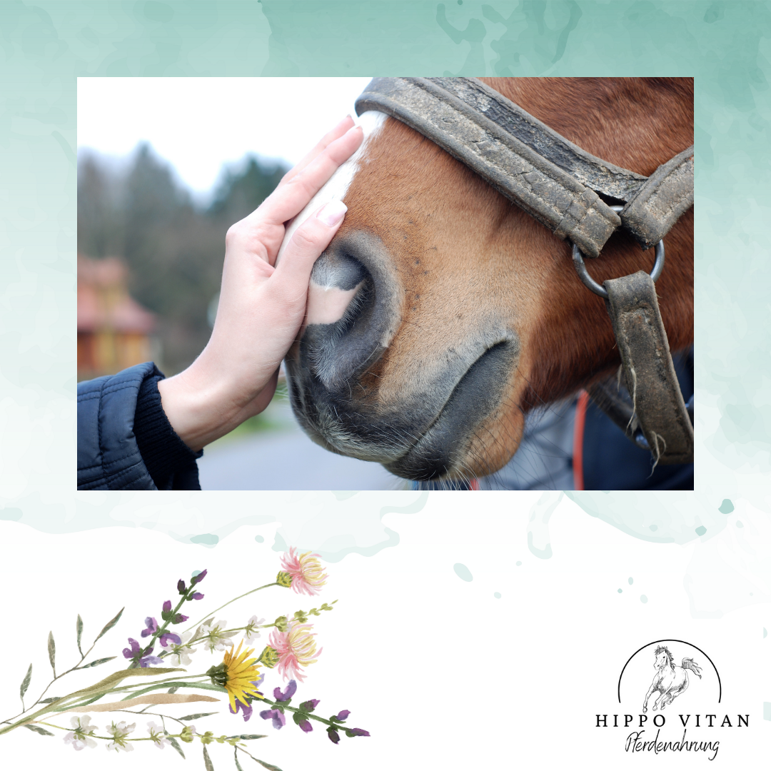 Beruhigen Sie Ihr Pferd vor Turnieren mit unserem Magnesiumoxid Ergänzungsfutter. Speziell entwickelt, um Magnesiummangel auszugleichen und Nervosität zu reduzieren, unterstützt dieses Futter auch die Muskelgesundheit. Integrieren Sie es einfach in die tägliche Fütterung und sorgen Sie für Gelassenheit und Wohlbefinden Ihres Pferdes.